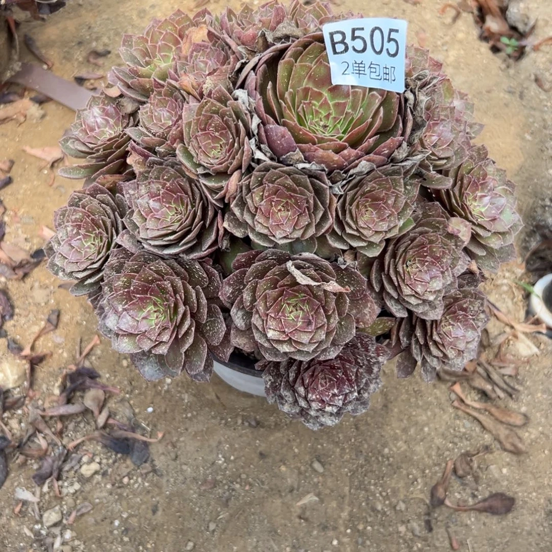 505多肉  红魔  不包断头