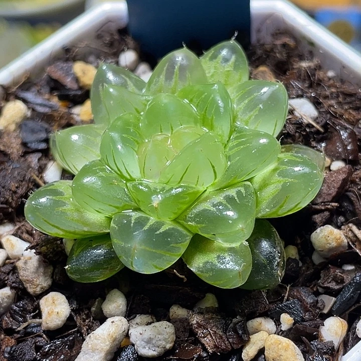 722冰川玉露福利一物