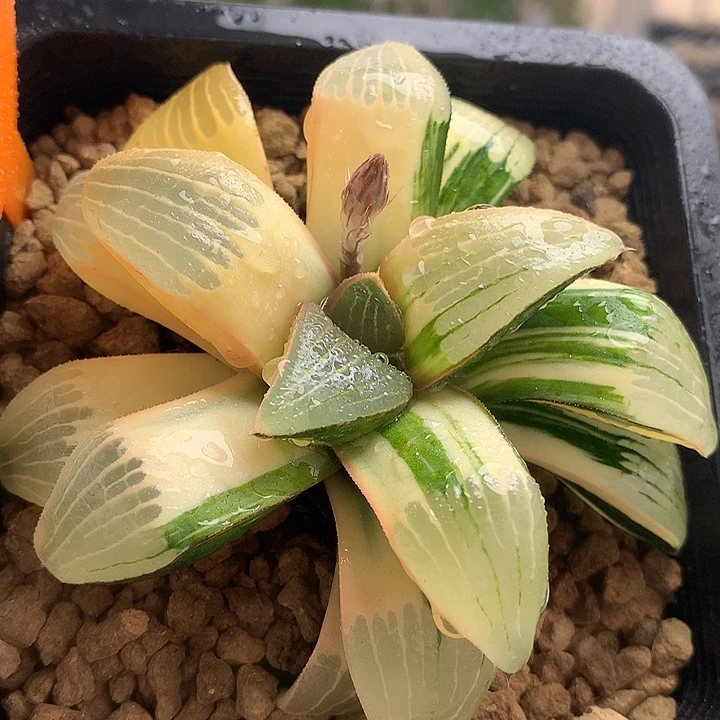 糊斑克锦一物一拍