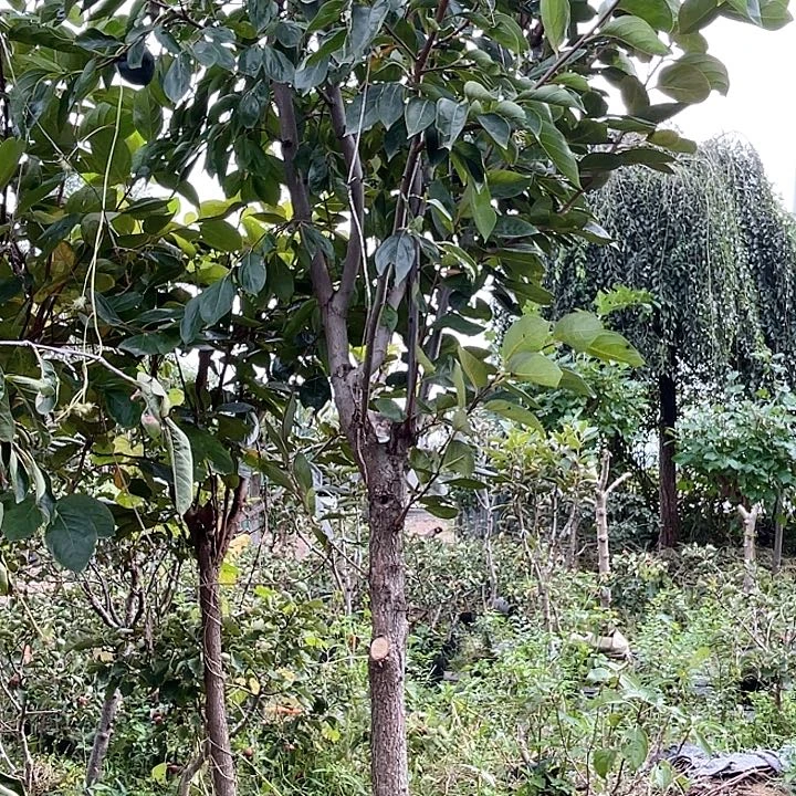 黑柿子，一物一拍的