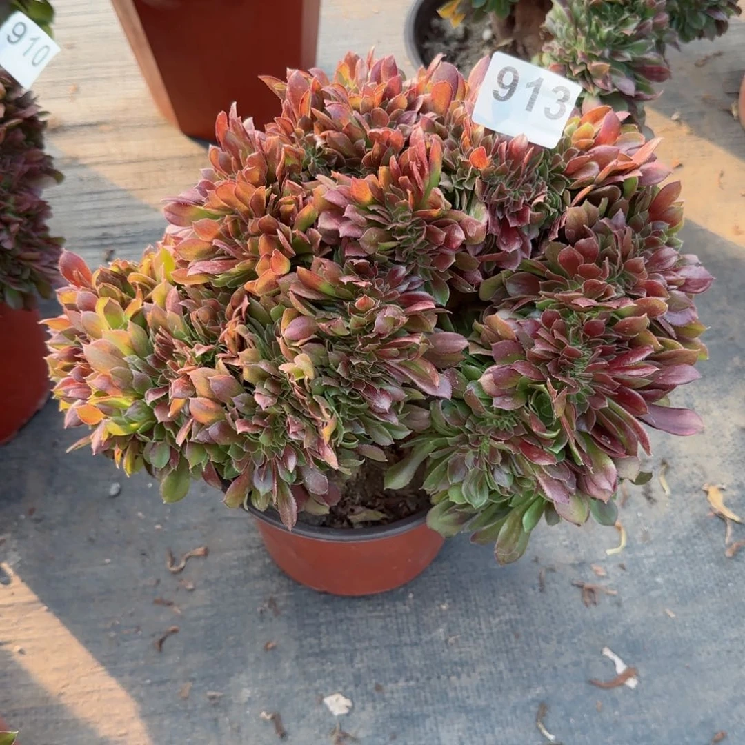 龙****馆913多肉植物玫瑰