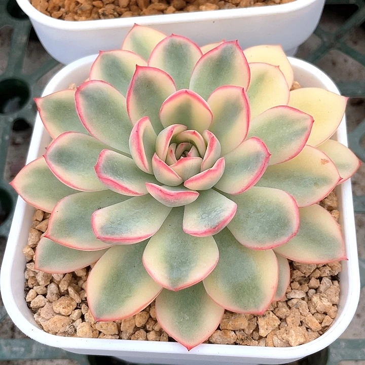 雨燕座锦。一物一拍