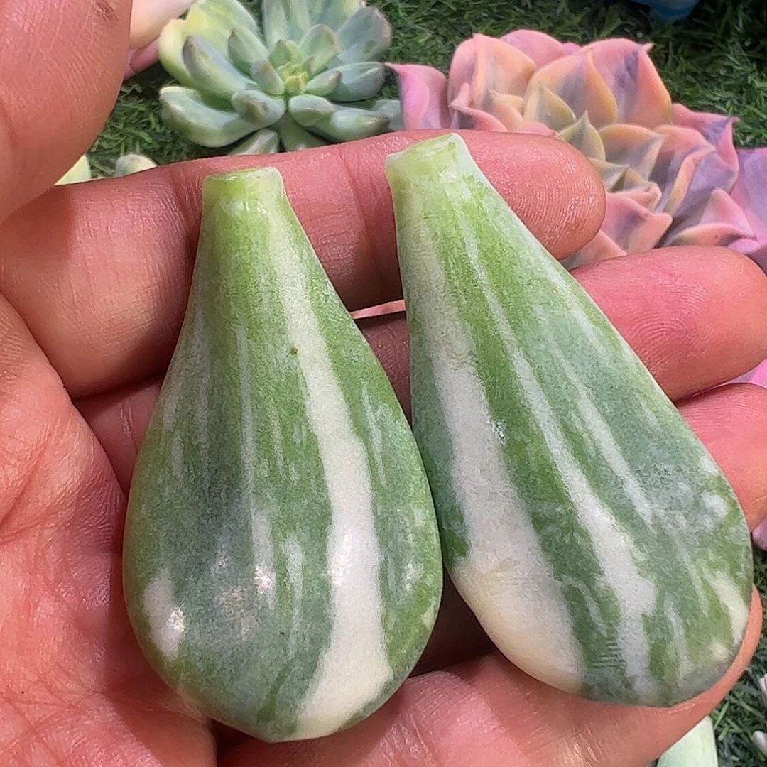 快***3多肉植物多肉植物