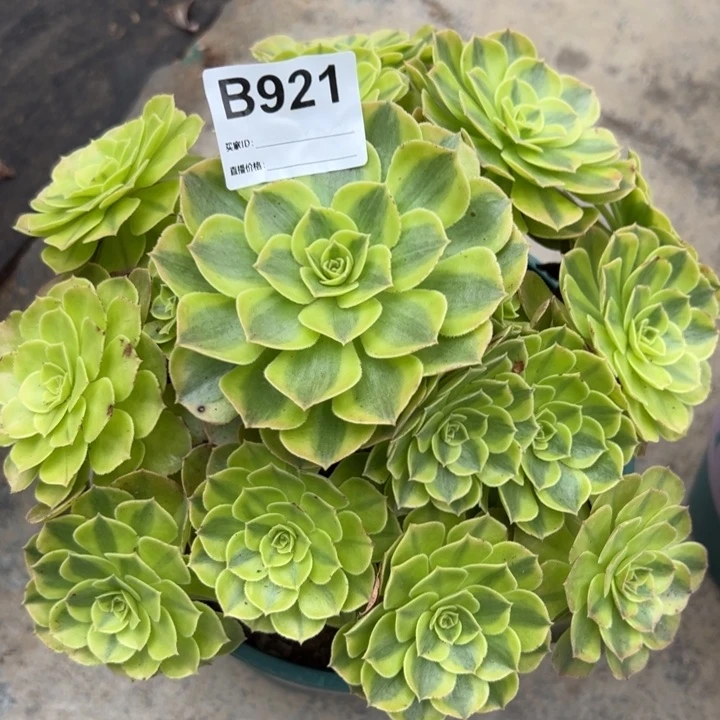 921雨荷20厘米左右