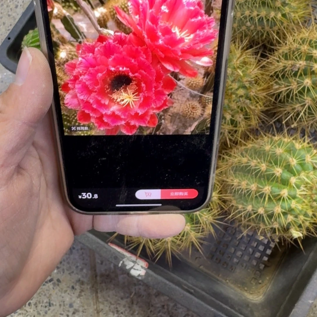 251毛花柱清1歪无根侧牙6公分左右，20包邮