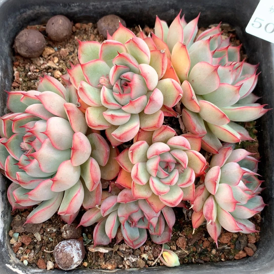 5083不包整散特价