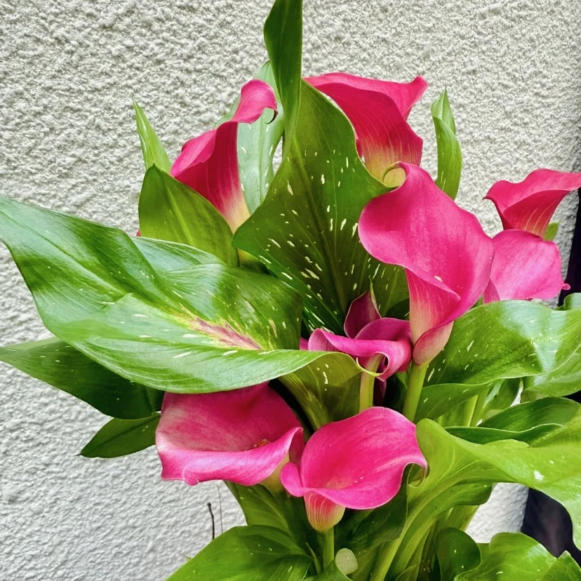 樱桃马蹄莲 盆栽花卉易活耐寒花期长室内阳台庭院 云南鲜花绿植