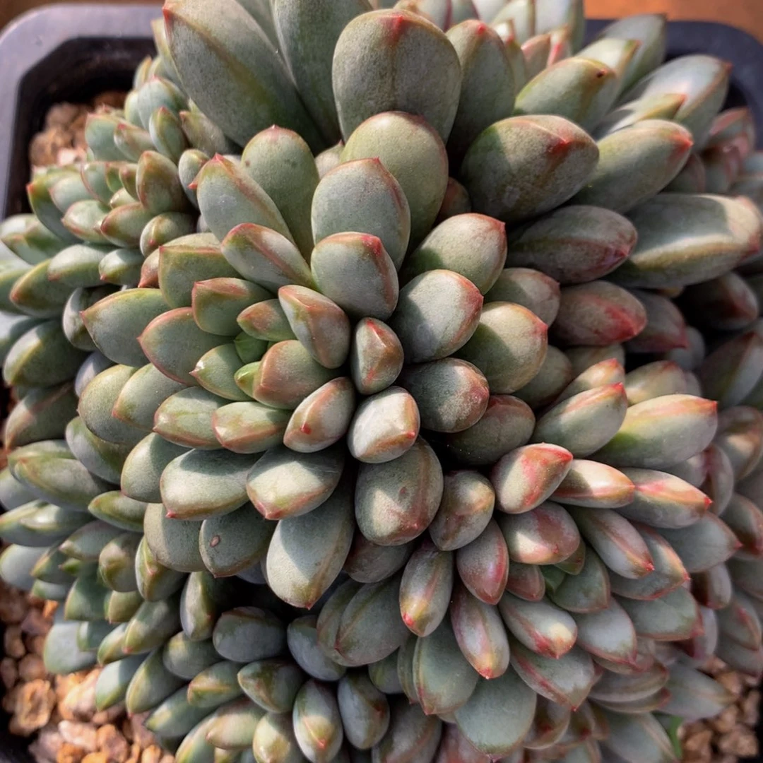 ?****?葡萄111111111111