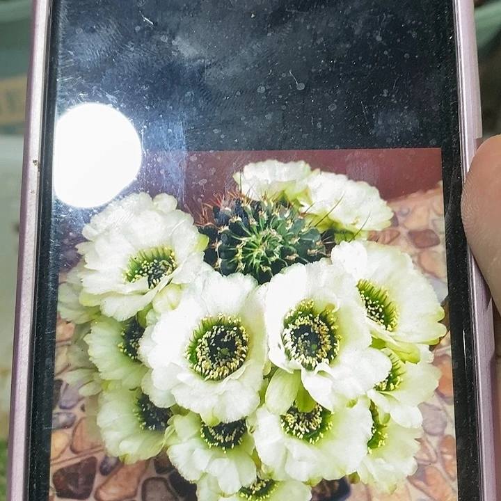 白花绿喉侧芽嫁接用