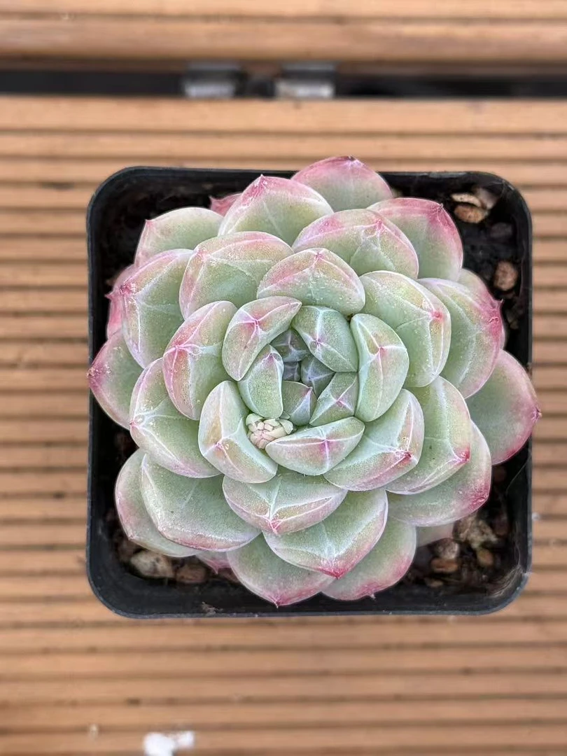 7#梦龙青春版多肉植物前男友精品多肉