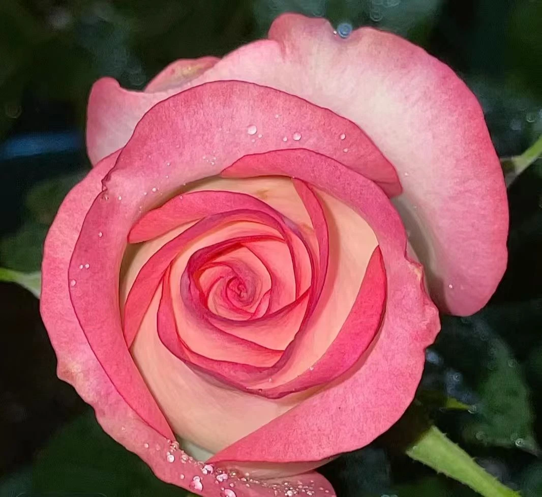 粉白色艾莎公主独颗老桩一盆3-5个花苞阳台庭院盆栽地载花卉