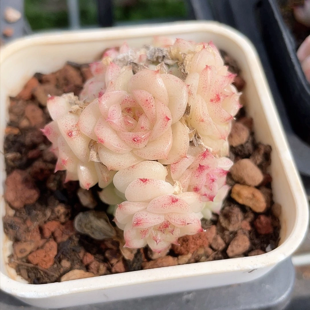 优选麦秆精品9265