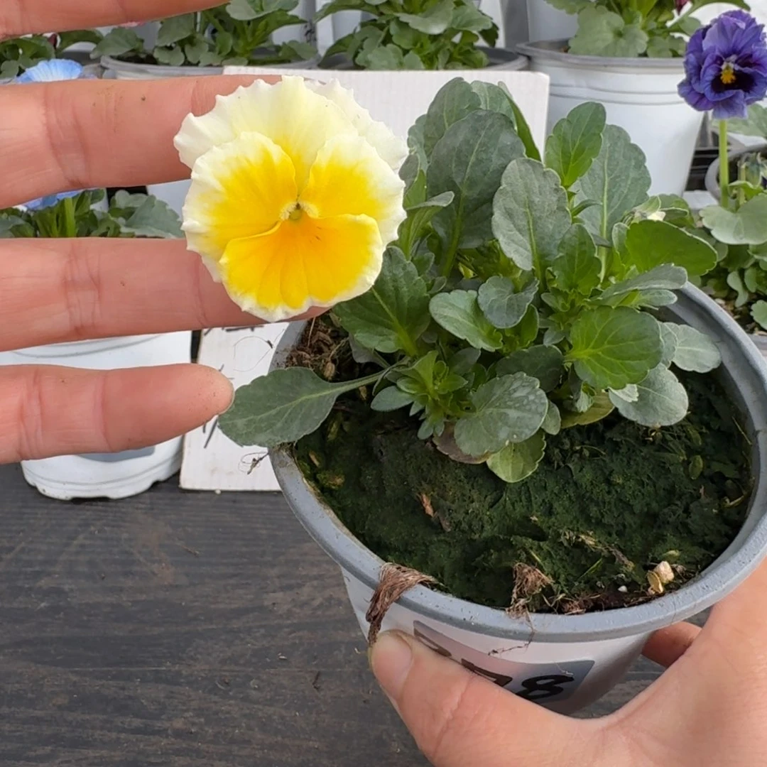 全部花朵778号蛋挞