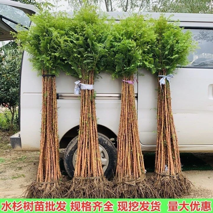 水杉树苗杉树苗绿叶杉树苗水杉苗南北方树苗水杉苗绿叶水杉树苗