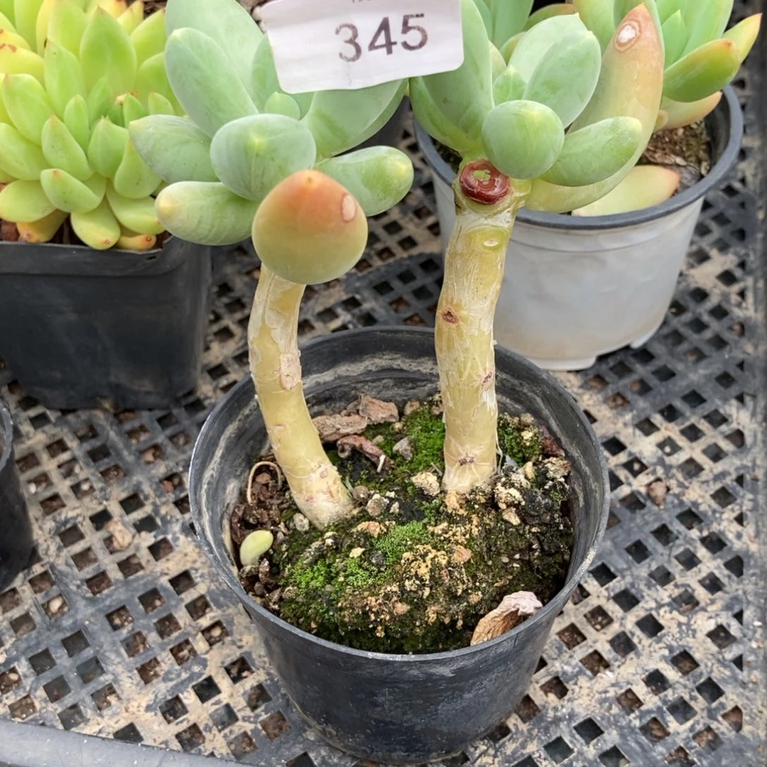 ****呀345号 一物一拍 一物一拍