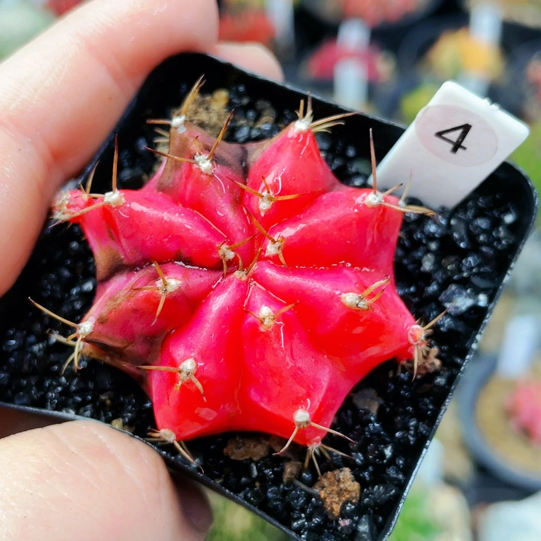 非偏远地区满25裸根发货仙人球