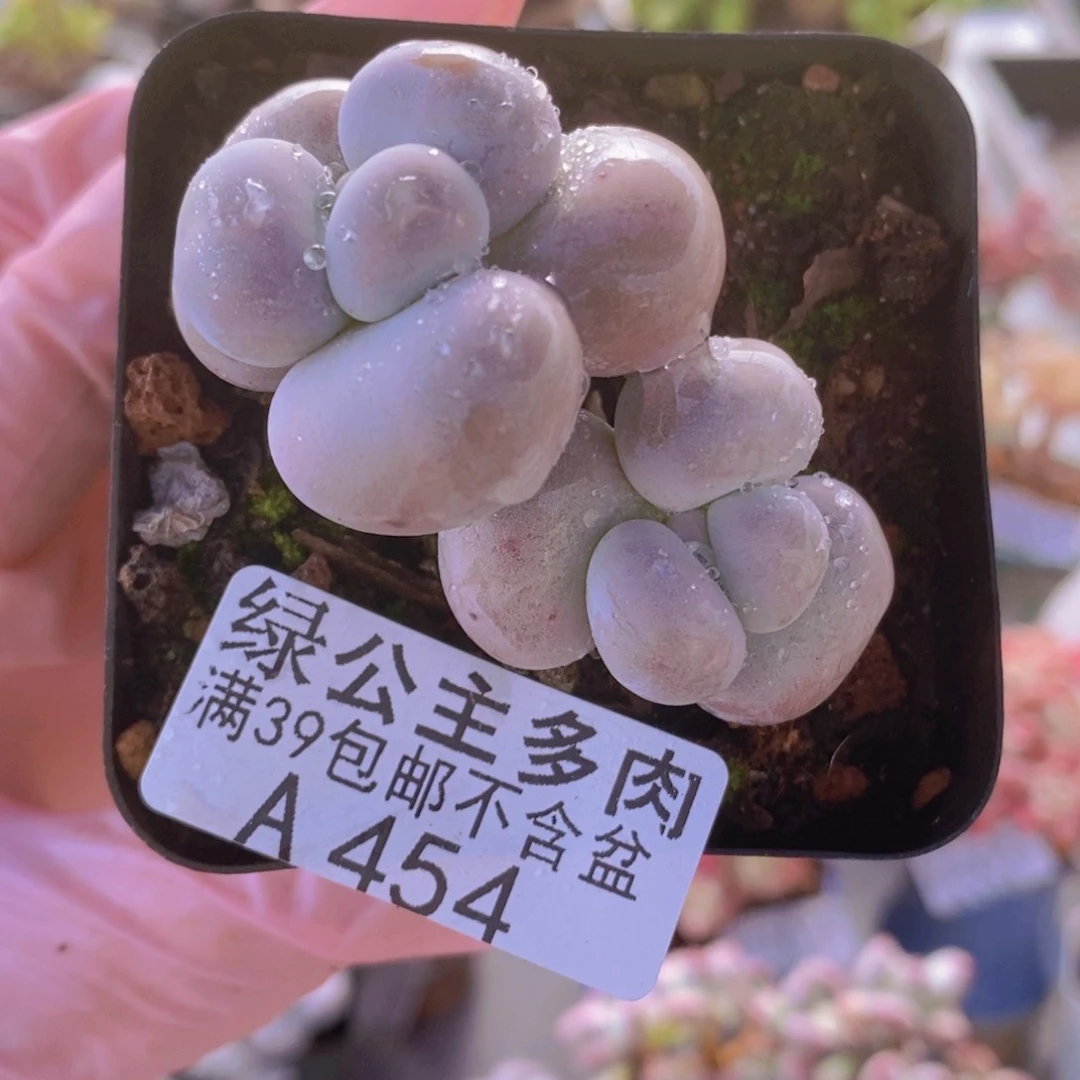芭比奶洛6cm454多肉植物