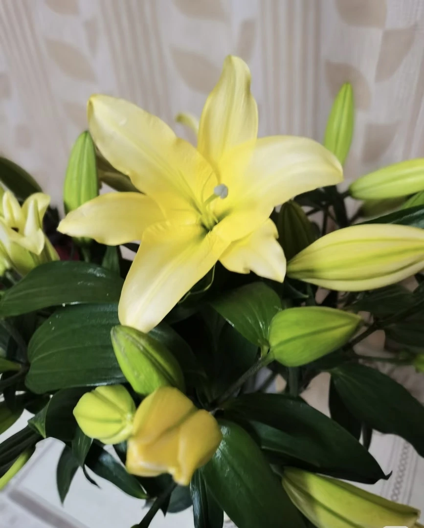 【黄色香水百合】木门百合  全场1单发中通 两单升级快递发京东