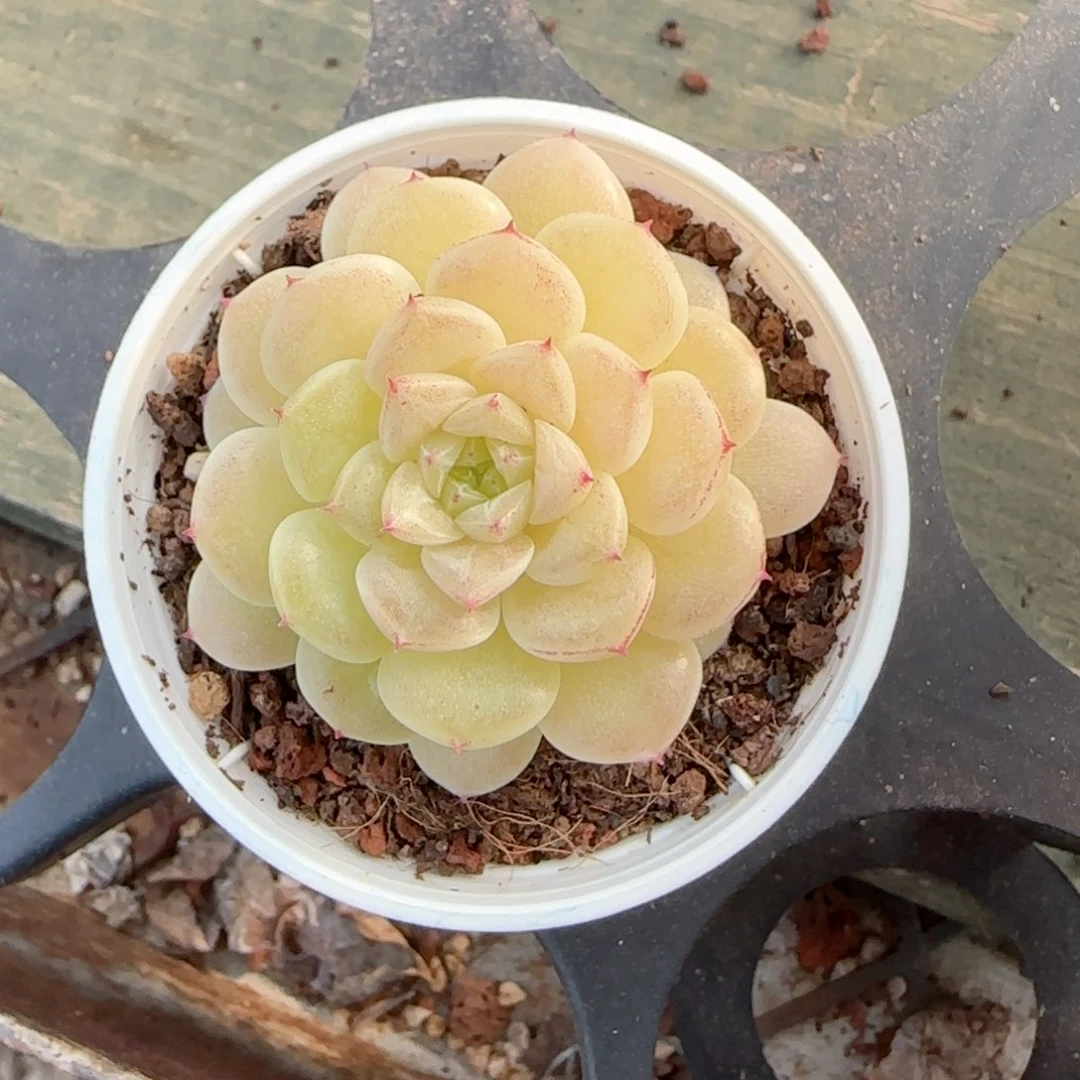 维*【闪购商品】0219-6（xx-53）