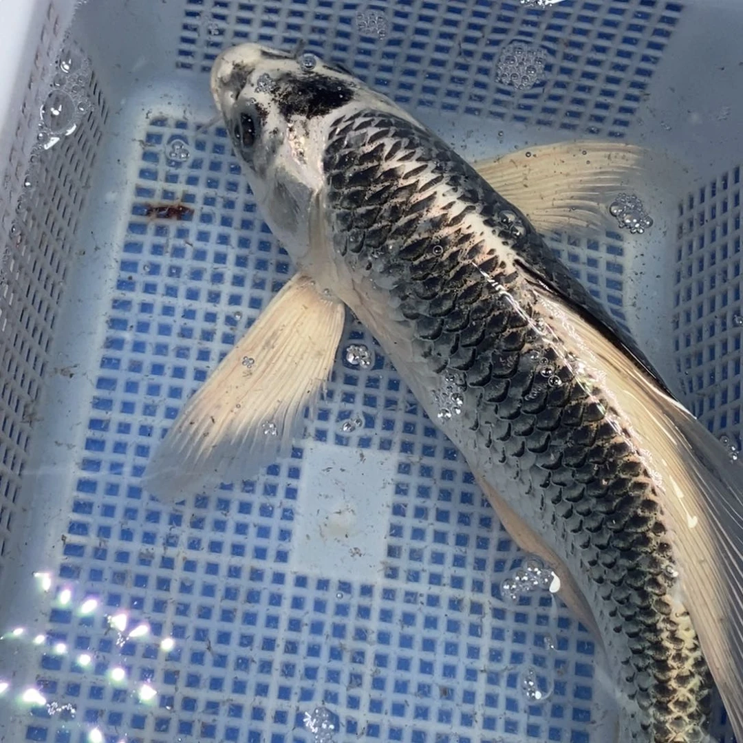 锦鲤冷水锦鲤包邮