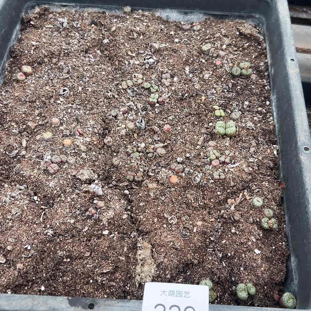 清框脱土发无售后。  229