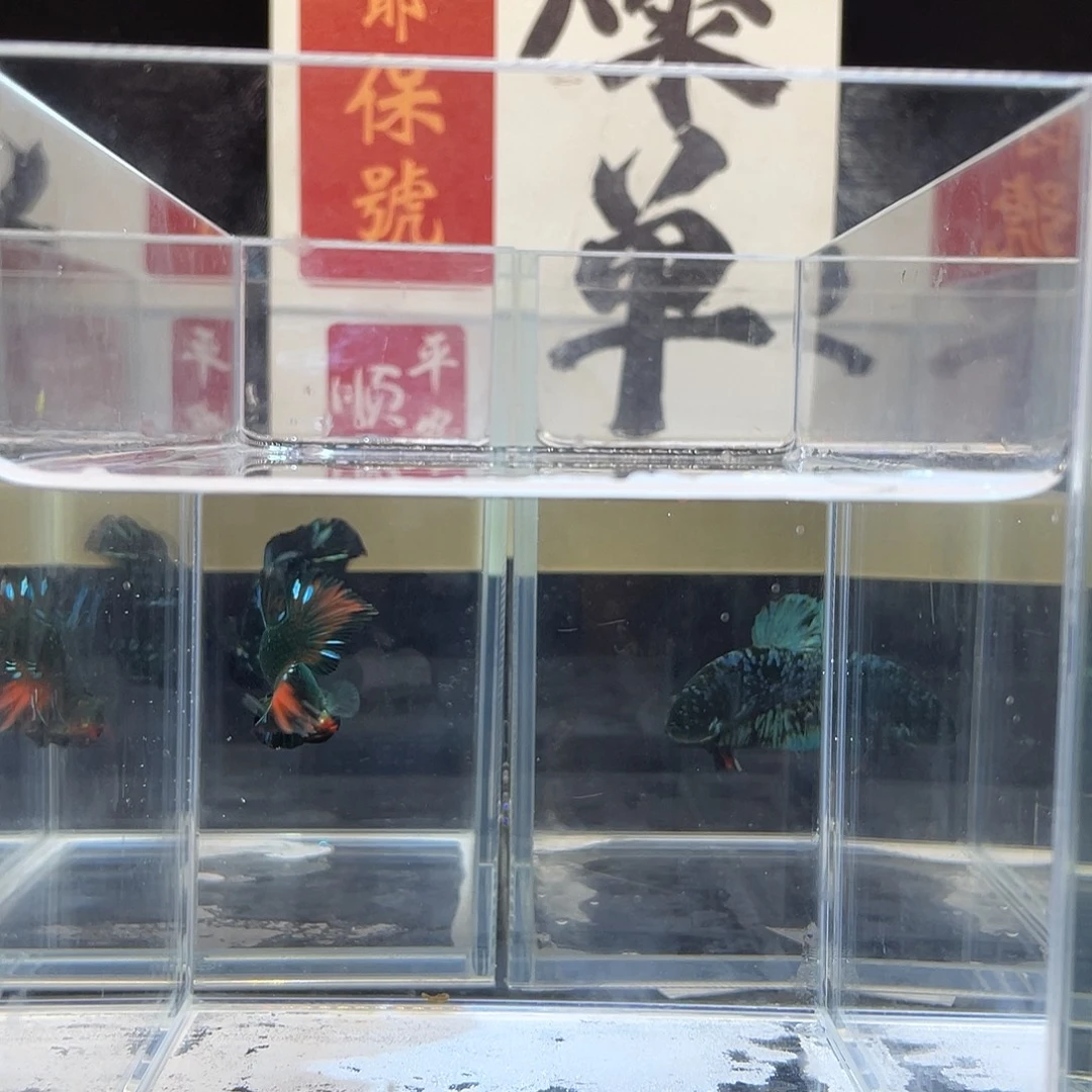 斗鱼可博泰斗0923