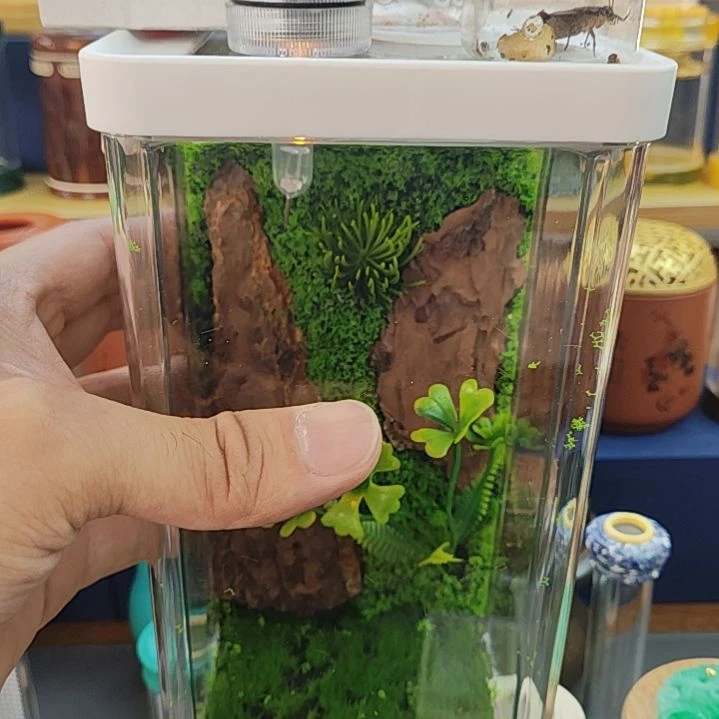 加湿生态罐带黄金种高山柬埔寨