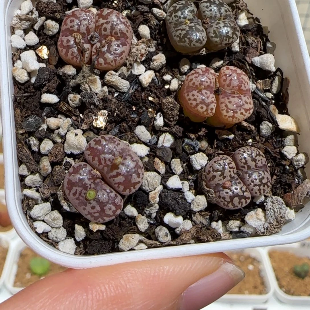 肉锥多肉植物组合-勋章一盆1007