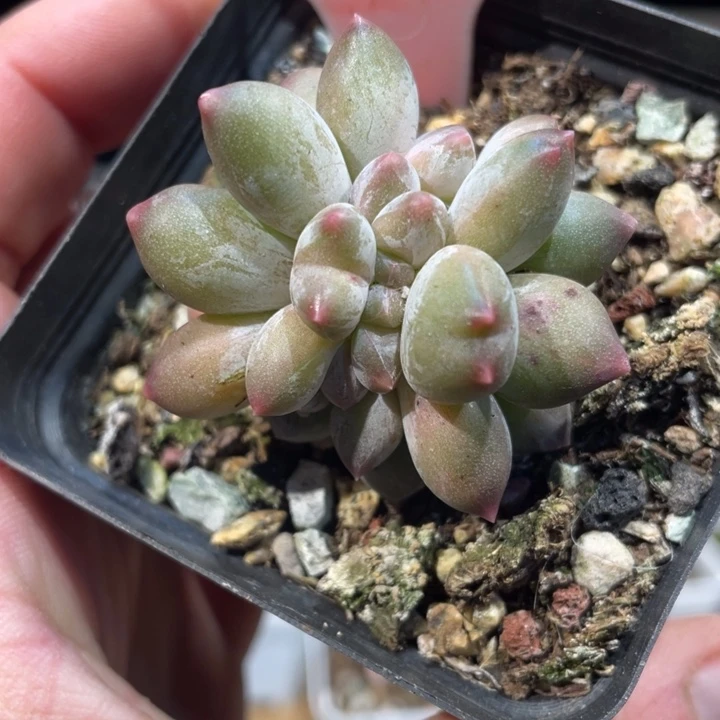 幻影缀611哈的多肉啊啊啊