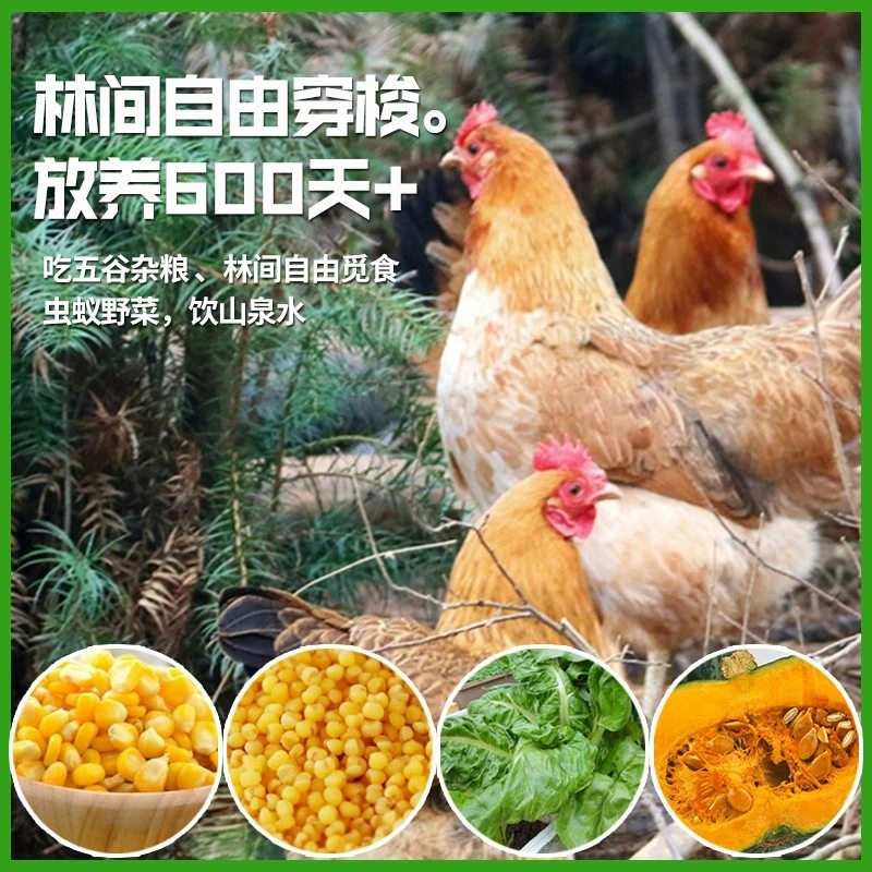 生态散养老母鸡粮散养母鸡冷鲜整鸡可清蒸农家散养走地鸡五谷杂粮