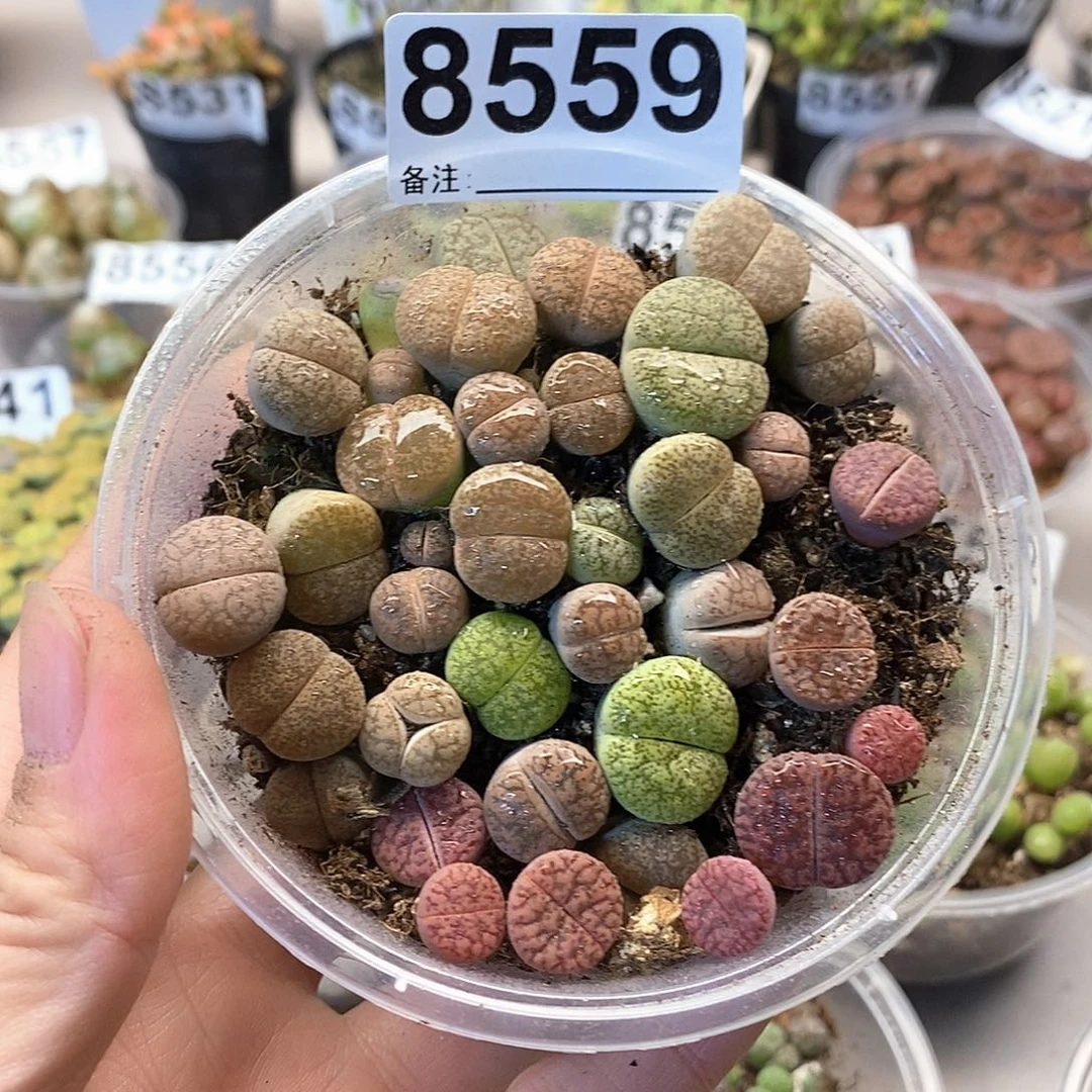 8559了咯哦哦吧啊