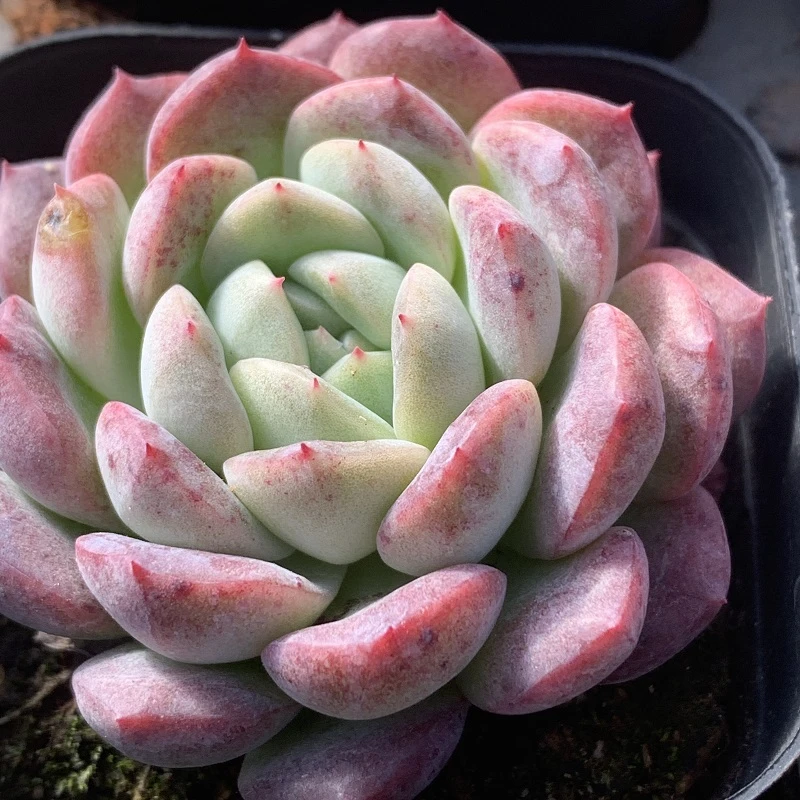 优选7方杯一颗（5-8cm）