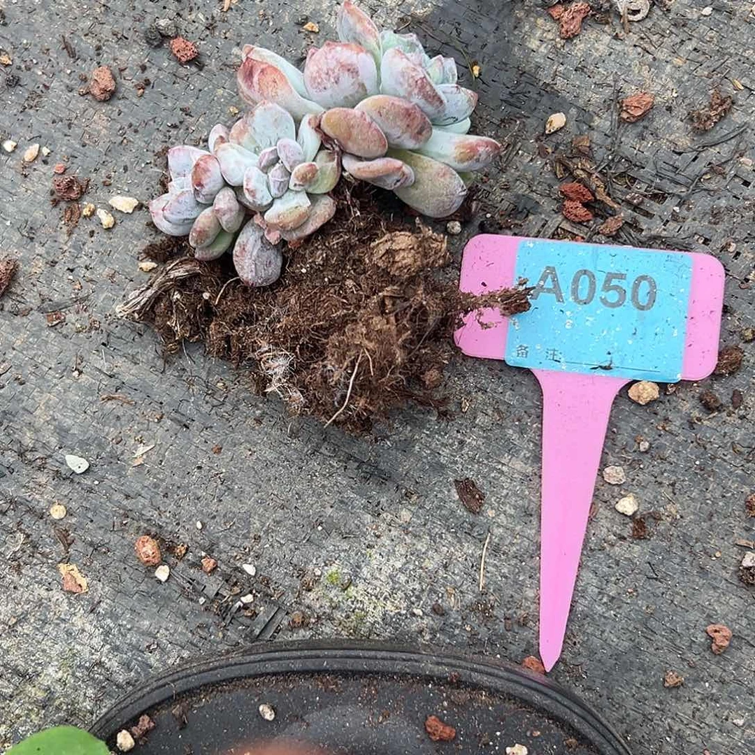 安***多肉植物一物一拍