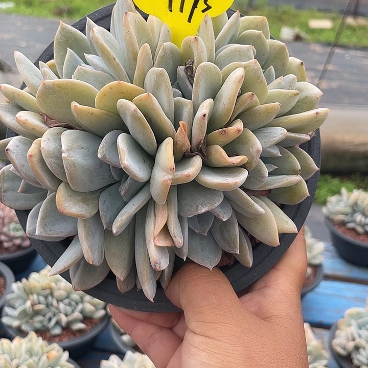 雪特多肉植物群生195