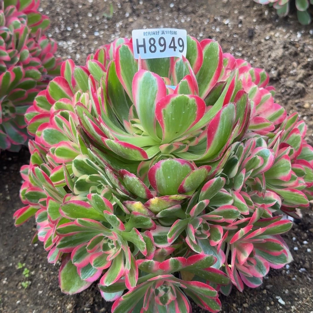 8949妖月多肉植物