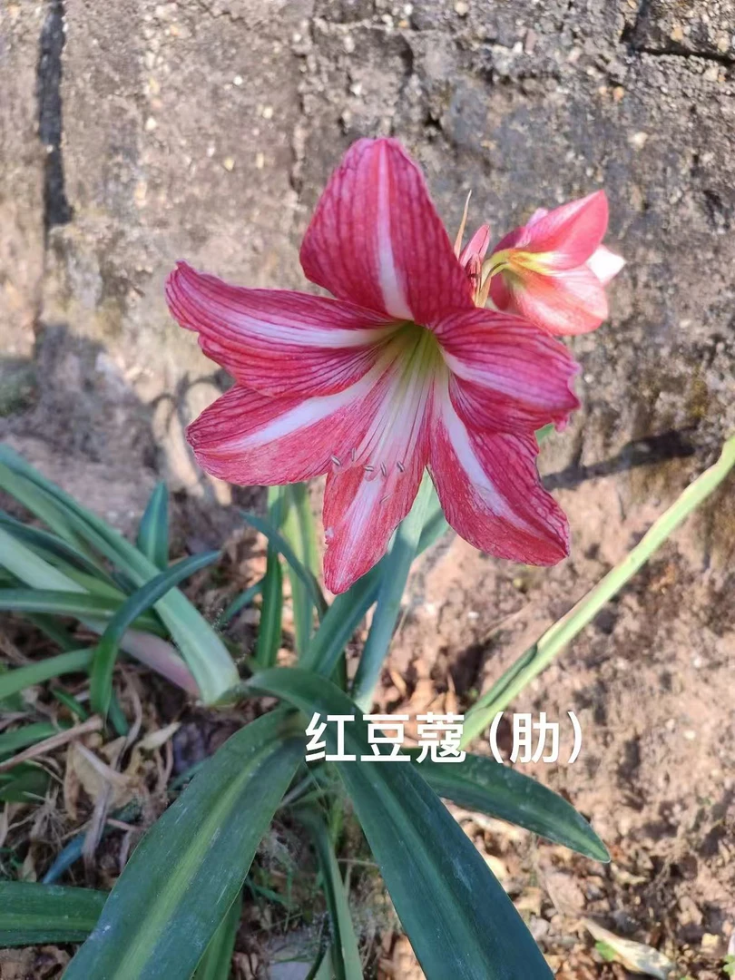 S孤挺花园 红豆蔻（肋）裸球