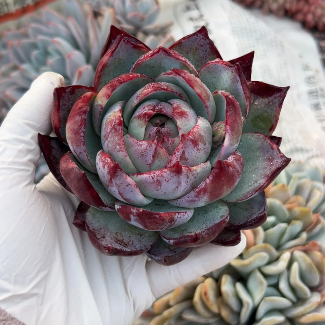 惊鸿仙子多肉植物