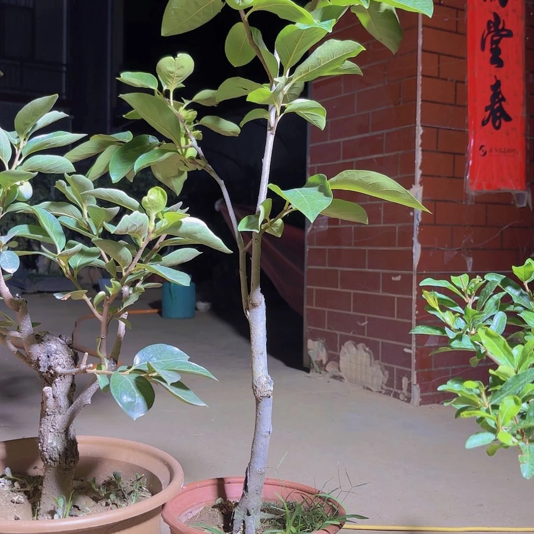 完全开放柿树盆景造型盆栽花卉