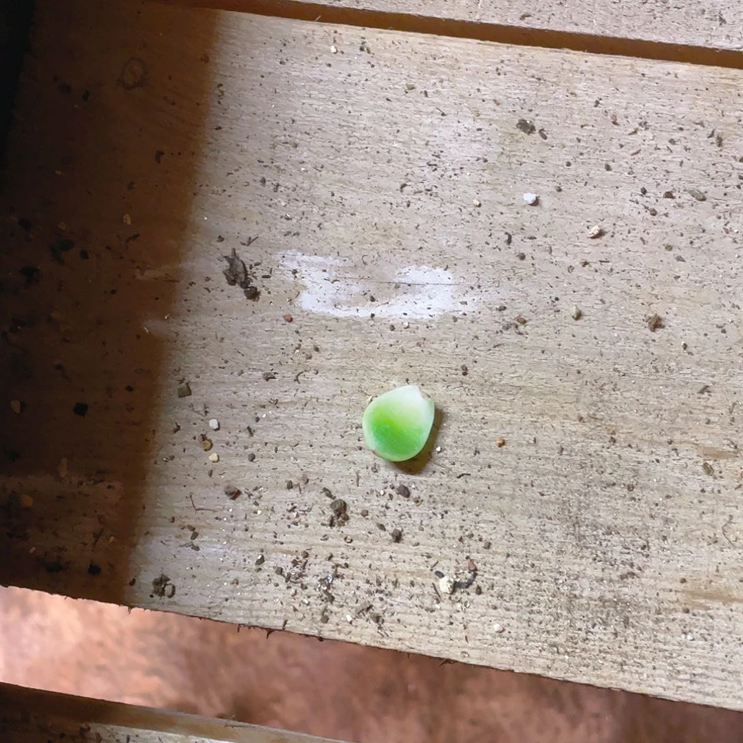 224号甜心叶片一个满25包邮