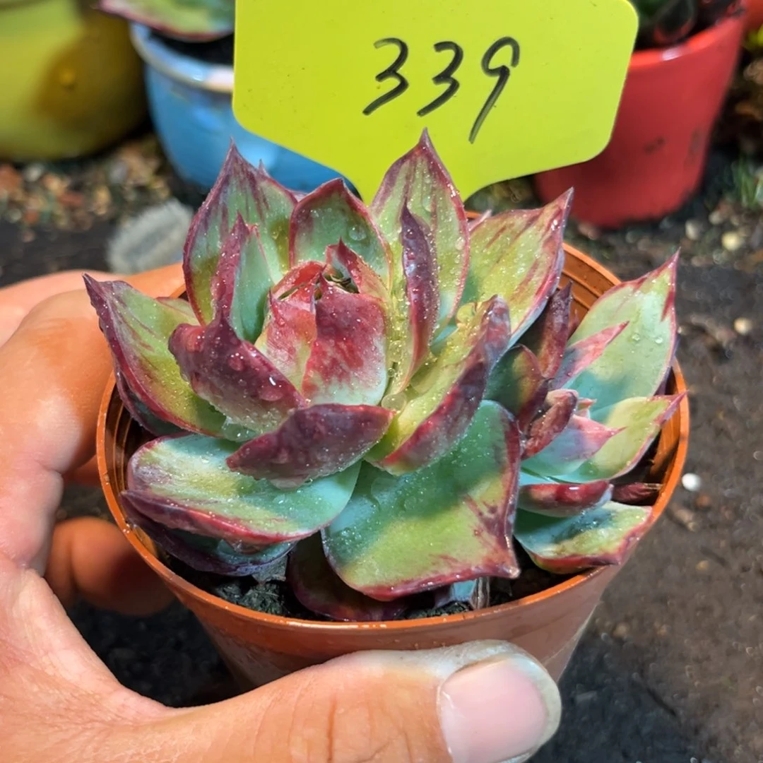 惊鸿仙子多肉植物339