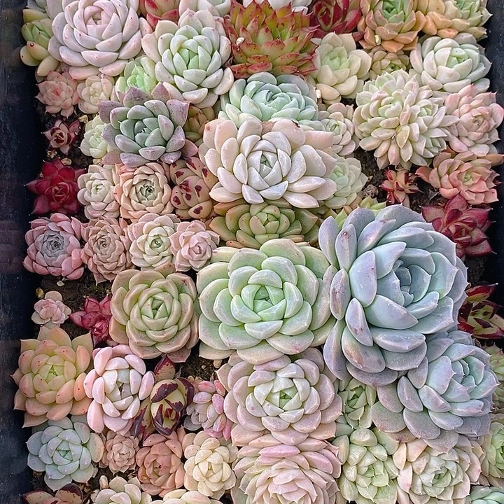 62 多肉植物盆栽花卉植物