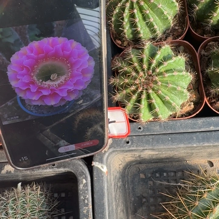 226彩草彼岸脱土发货5公分左右根