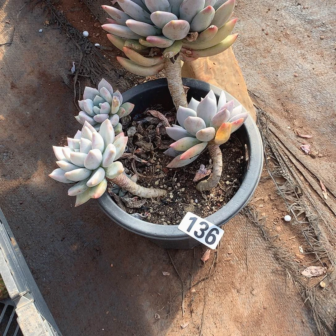 136胖美人 一物一拍多肉