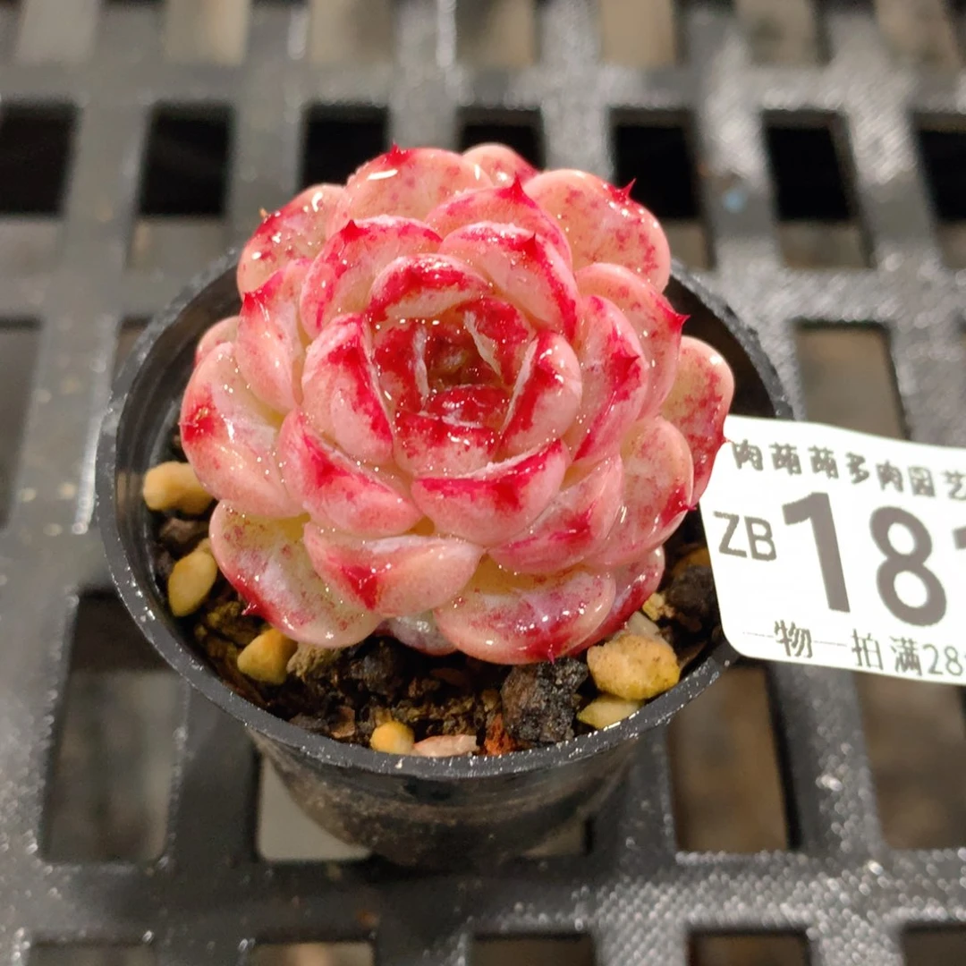 肉萌萌拇指盆精控多肉ZB181