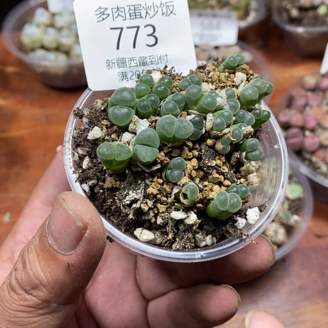 一***皮多肉蛋炒饭，感谢您相伴773