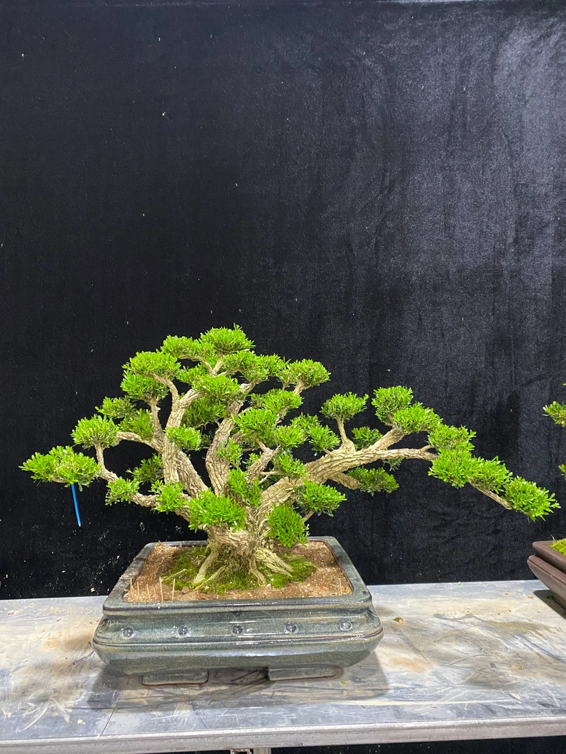 迎客松造型黄杨盆景室内绿植四季常青好养耐活植物