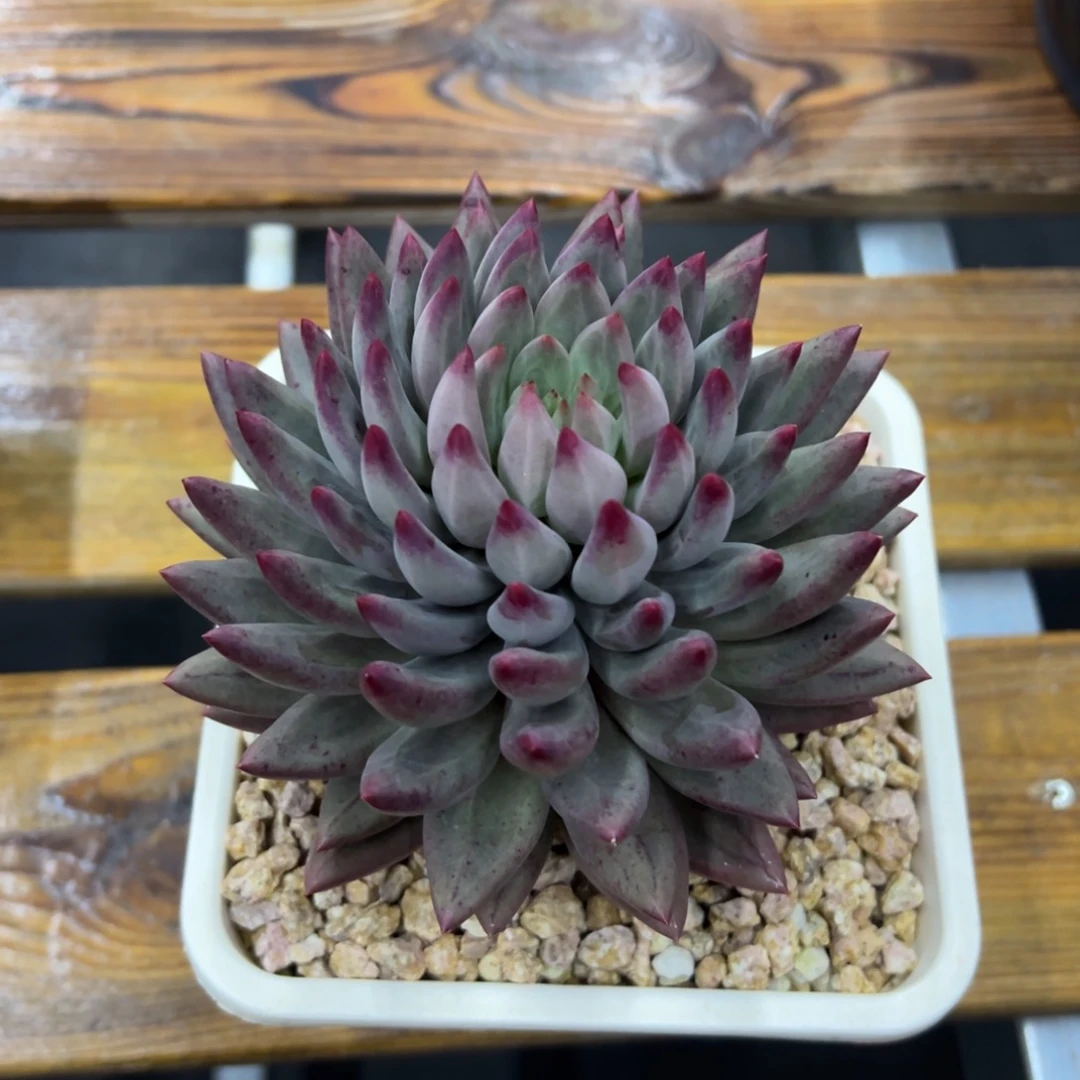 张张精品多肉虞美人