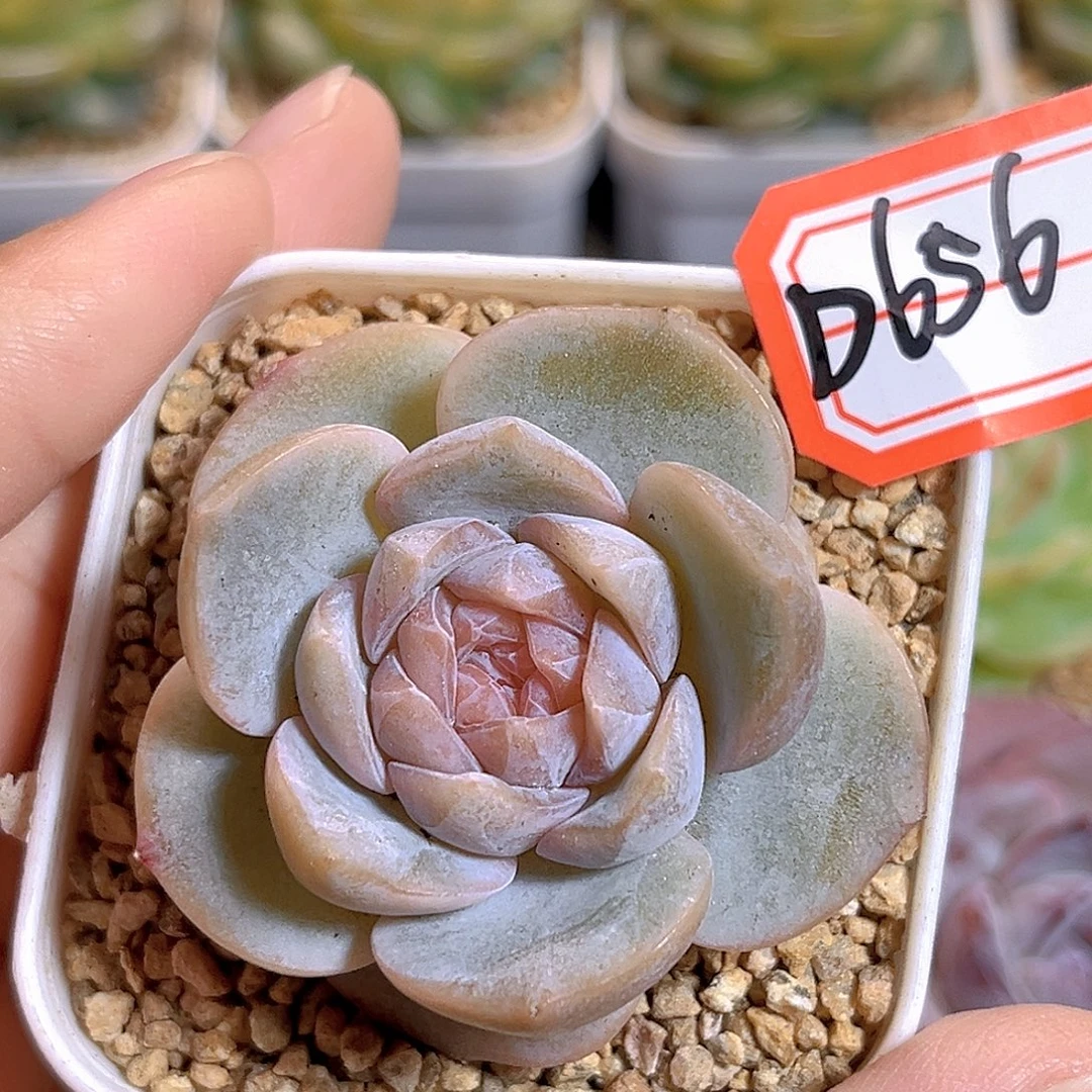 D656 一物一拍 香薷