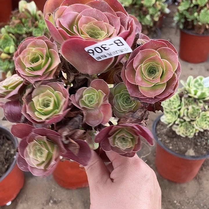 306魅金玫瑰多肉植物法师