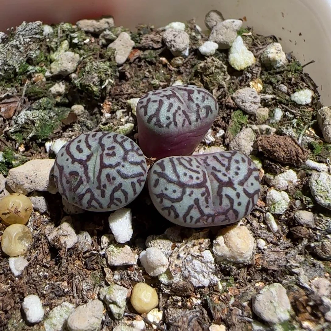 肉锥多肉植物组合-墨1380